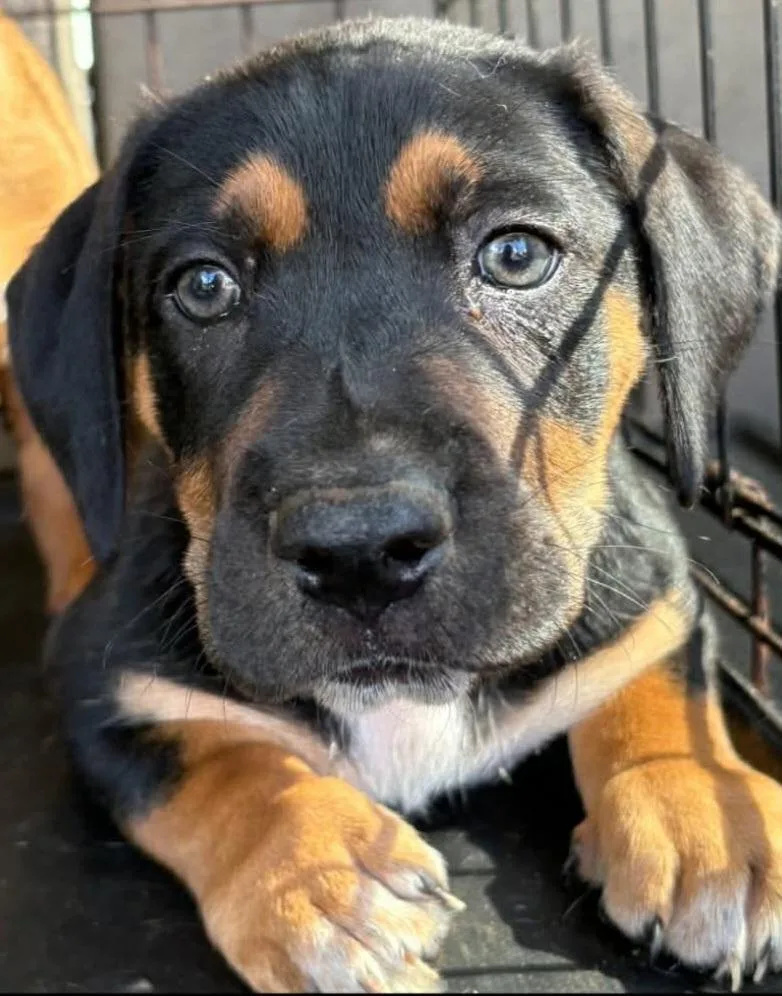 A young medium-sized male Basset Hound dog named Snickers for adoption in Townville, SC