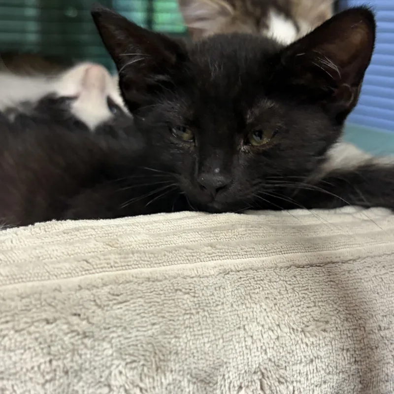 A baby medium-sized male Black Domestic Short Hair cat named Apple for adoption in Charleston, SC