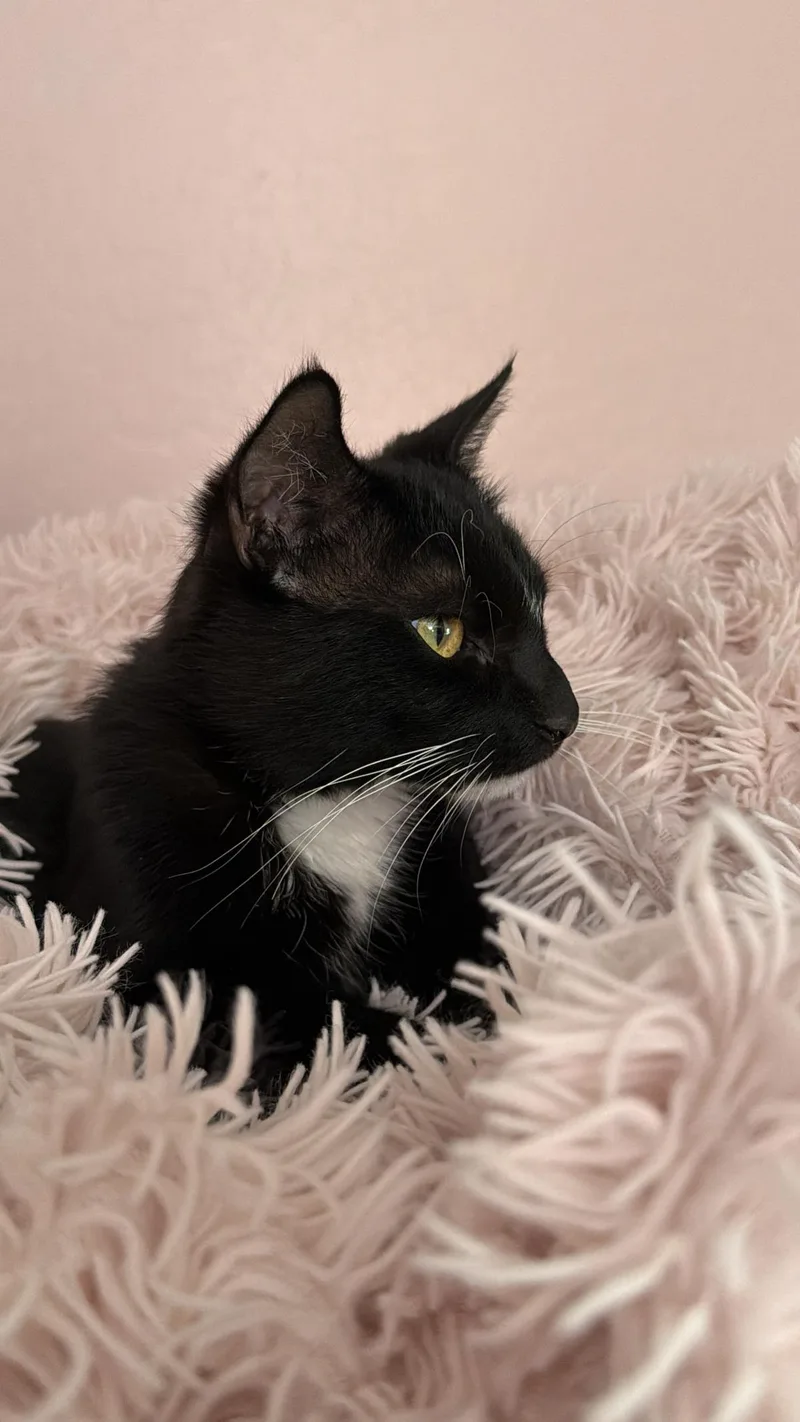 An adult medium-sized male Black Domestic Medium Hair cat named Fiyero Wizard for adoption in Chandler, AZ