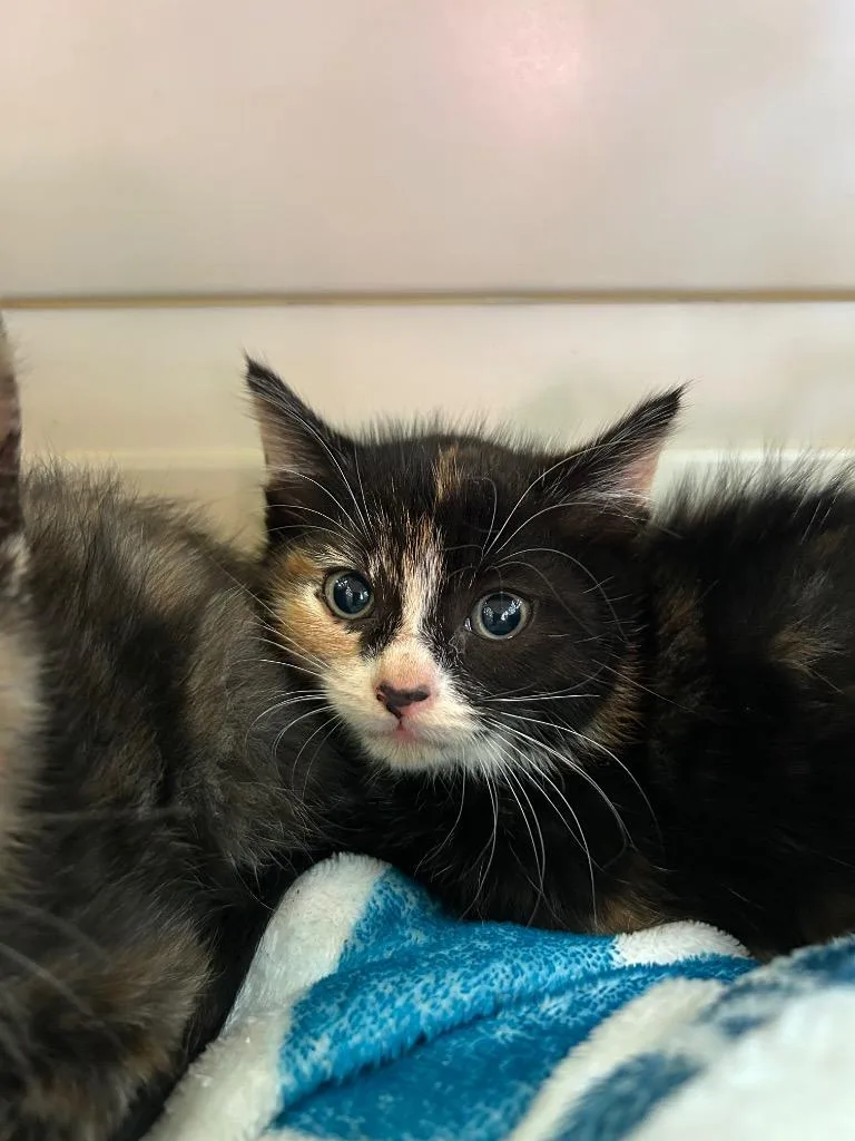 A baby large-sized female Domestic Short Hair cat named Pumpkin for adoption in Chickamauga , GA