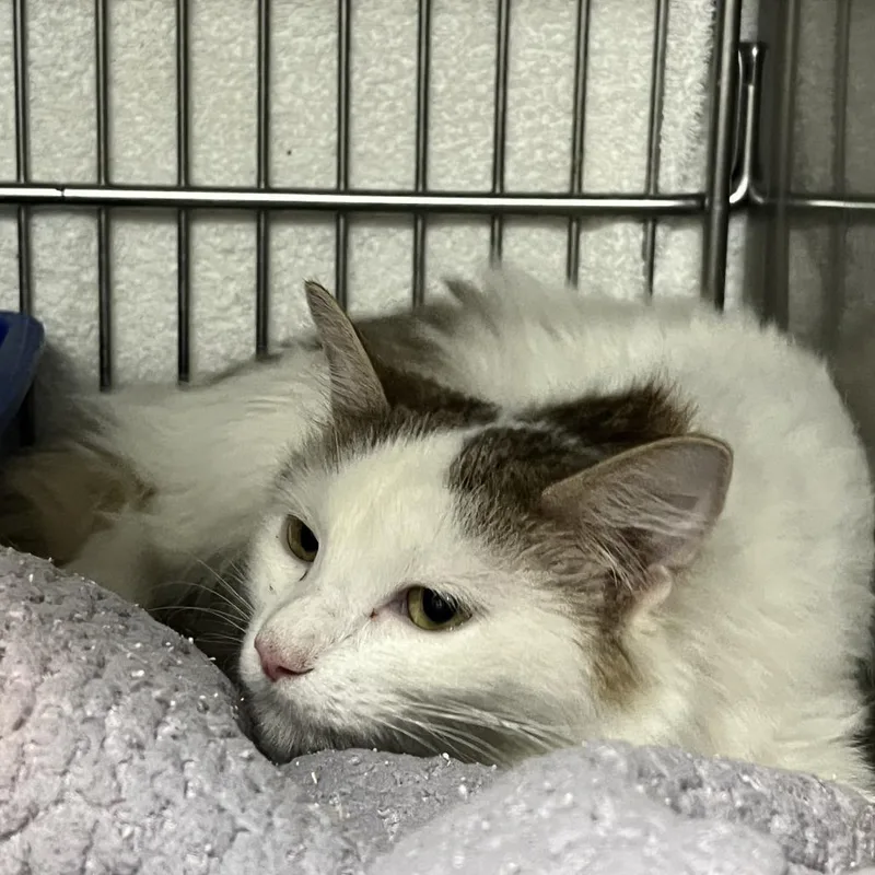 An adult medium-sized female White Domestic Long Hair cat named Julia for adoption in Idaho Falls, ID
