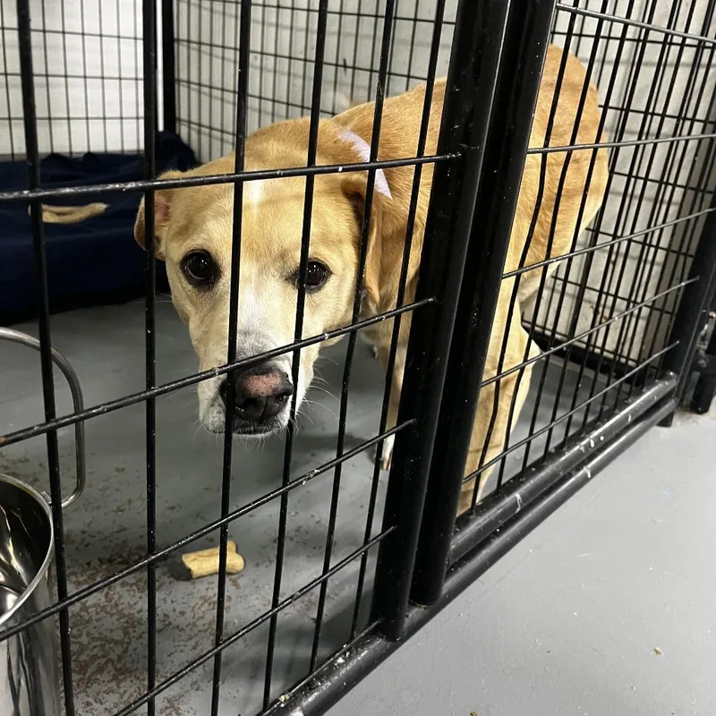 A senior medium-sized male Yellow / Tan / Blond / Fawn Terrier dog named Snickers for adoption in St. Louis, MO