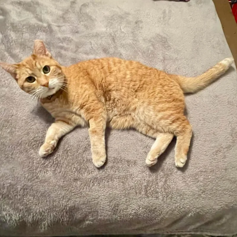A senior medium-sized female Domestic Short Hair cat named Mama for adoption in North Logan, UT