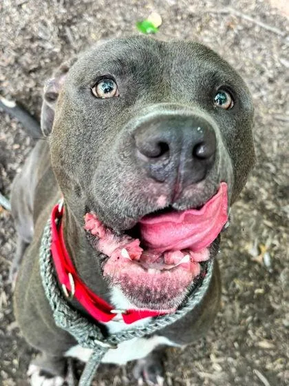 An adult large-sized male Pit Bull Terrier dog named Skeeter for adoption in Hobart, IN