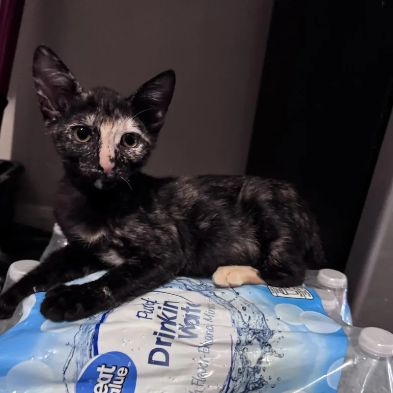 A baby small-sized female Tortoiseshell Domestic Short Hair cat named Muffin for adoption in Brea, CA