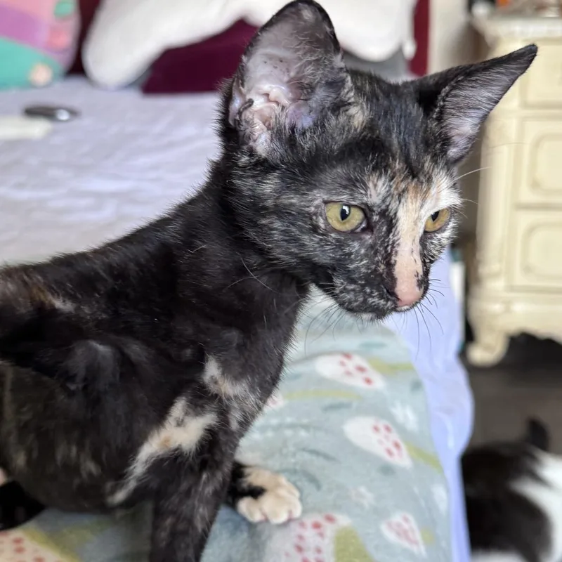 Muffin thumbnail 3