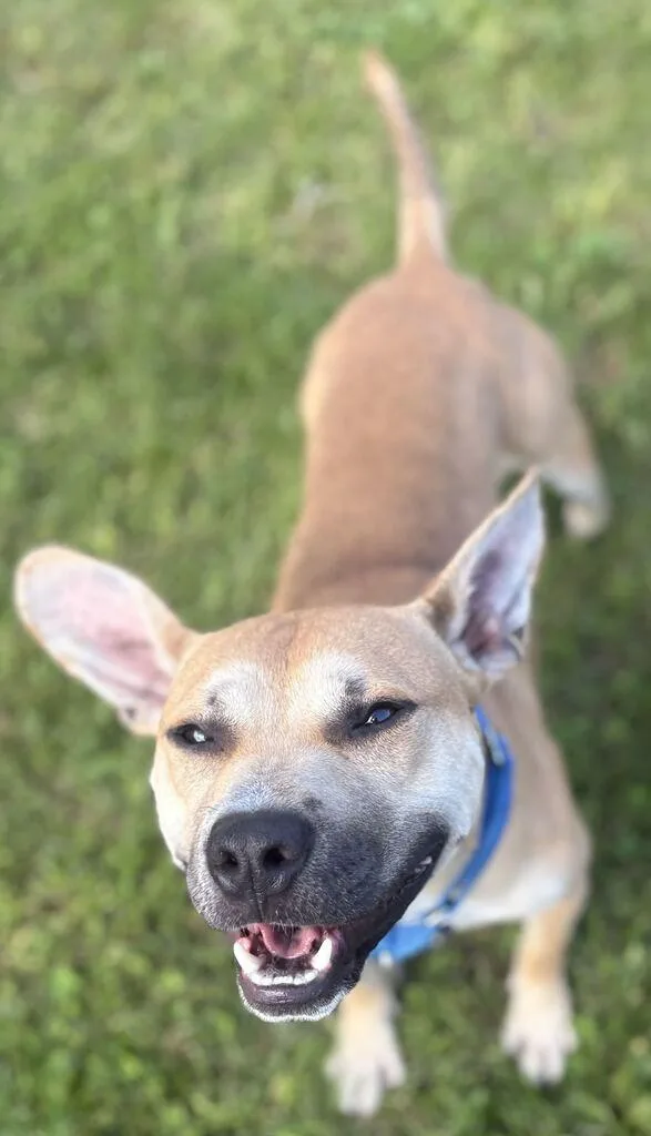 A young medium-sized male Yellow / Tan / Blond / Fawn Mixed Breed dog named Theo for adoption in Jackson, MI