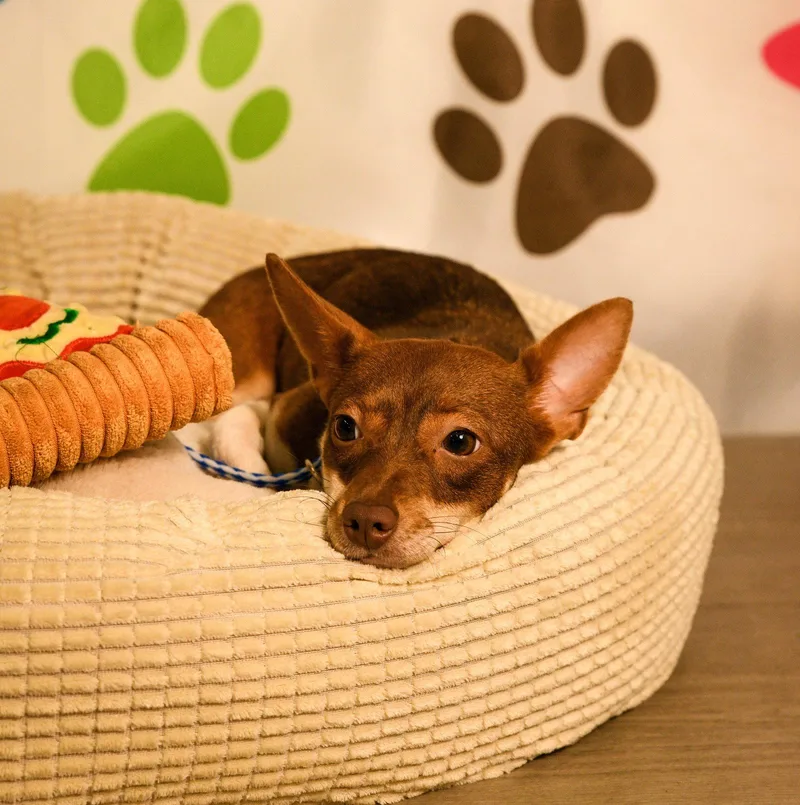 An adult extra large-sized female Chihuahua dog named Ginger for adoption in Brooklyn Center, MN
