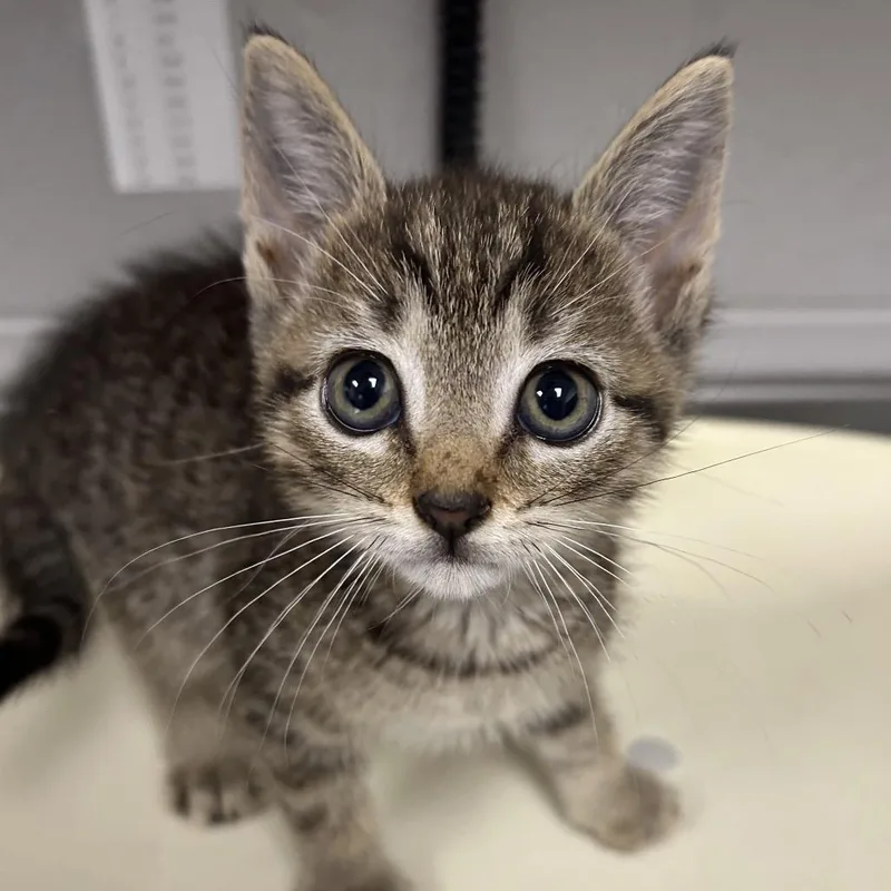 A baby small-sized male Gray / Blue / Silver Domestic Short Hair cat named Monaco for adoption in Greenville, SC