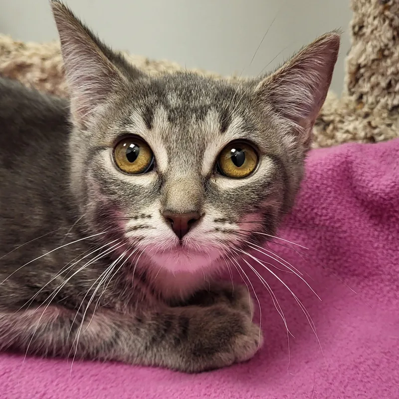 A baby medium-sized female Tabby (Gray / Blue / Silver) Domestic Short Hair cat named Wilykit for adoption in Grayslake, IL
