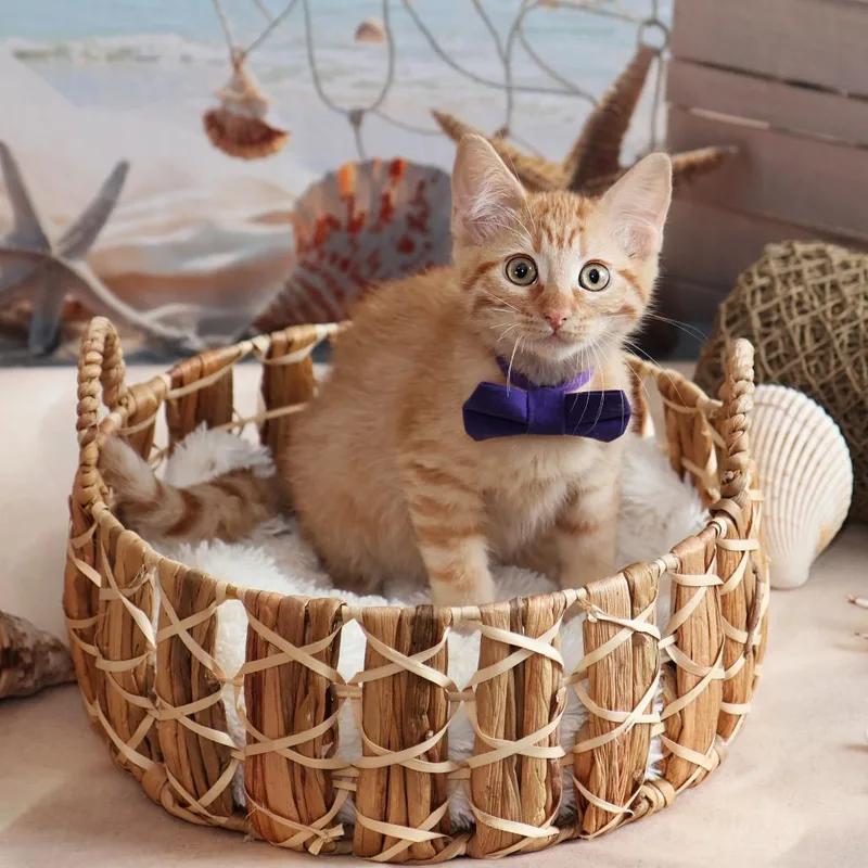 Peter thumbnail 3