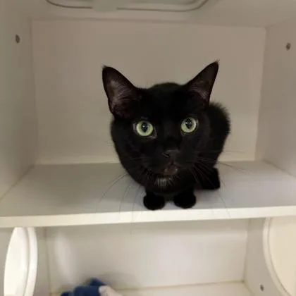 An adult medium-sized female Domestic Short Hair cat named Hocus Pocus for adoption in West Chester, PA