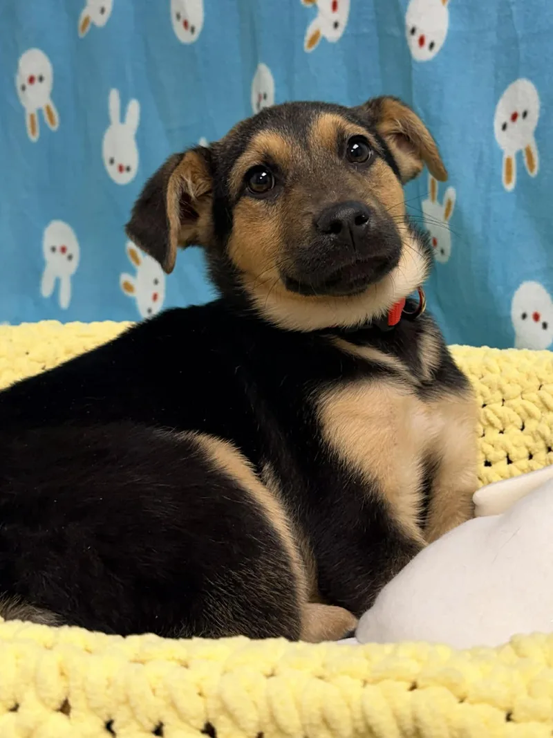 Tatum The Shepherd Mix