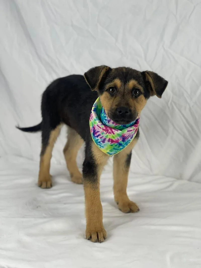 Tatum The Shepherd Mix thumbnail 2