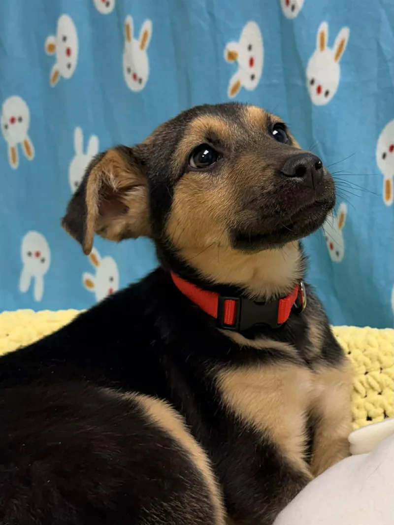 Tatum The Shepherd Mix thumbnail 3