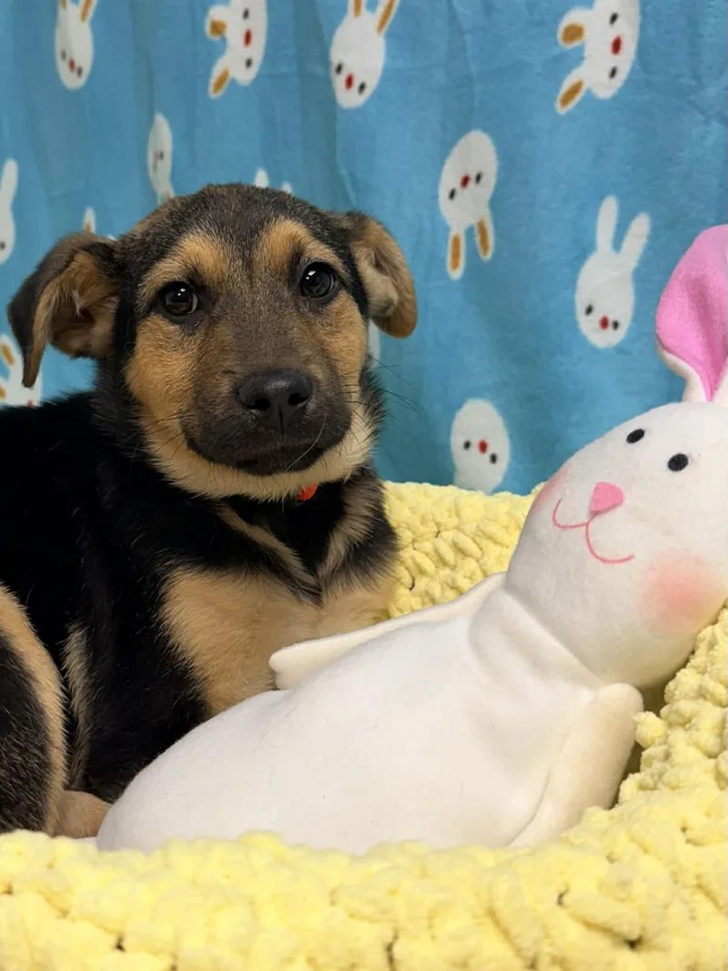 Tatum The Shepherd Mix thumbnail 4