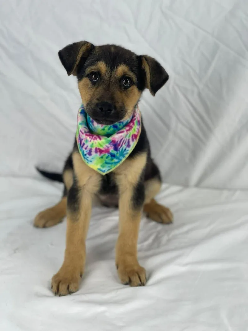 Tatum The Shepherd Mix thumbnail 5