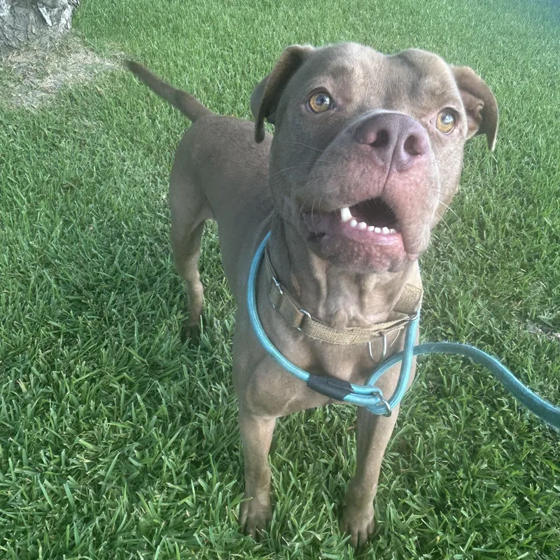 An adult medium-sized male Pit Bull Terrier dog named Mikey for adoption in Pearland, TX