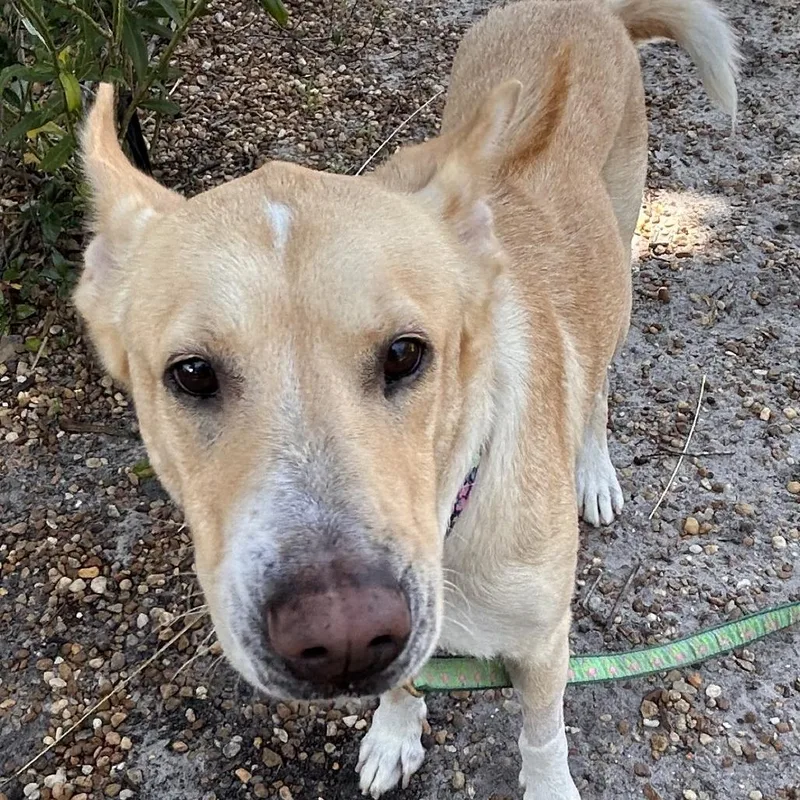 An adult medium-sized female White / Cream Mixed Breed dog named Petunia for adoption in Sarasota, FL