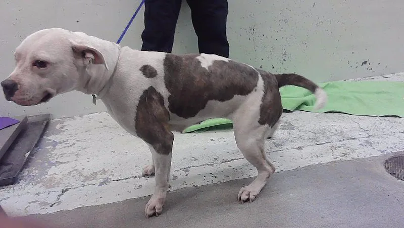 A young large-sized female Staffordshire Bull Terrier dog named Mickey for adoption in Houston, TX