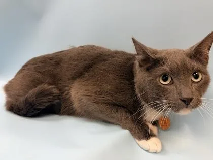 A young small-sized male Domestic Short Hair cat named Ash for adoption in Woodbury, MN