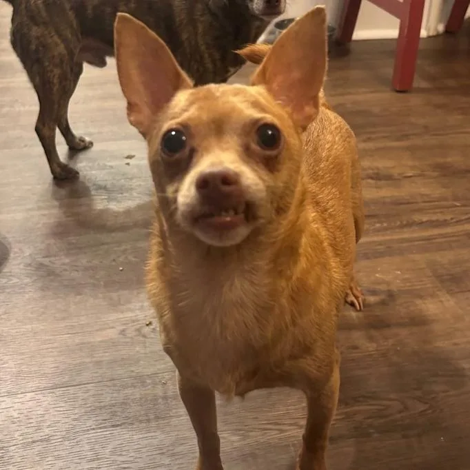 A senior small-sized male Golden Chihuahua dog named Twinkie for adoption in Austell, GA