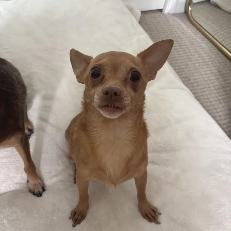 Twinkie thumbnail 2