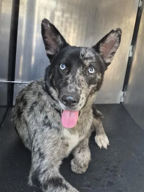 A young medium-sized female Australian Cattle Dog / Blue Heeler dog named Shrimpina Charlie for adoption in San Antonio, TX