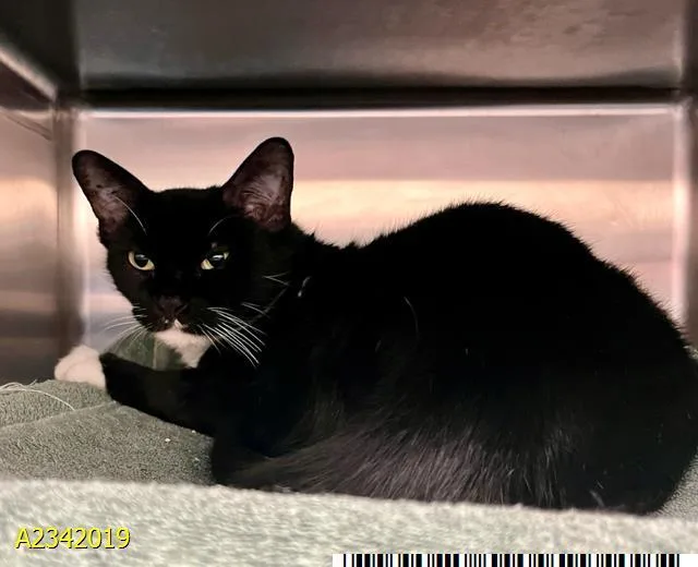An adult medium-sized female Domestic Short Hair cat named Minnie for adoption in West Palm Beach, FL