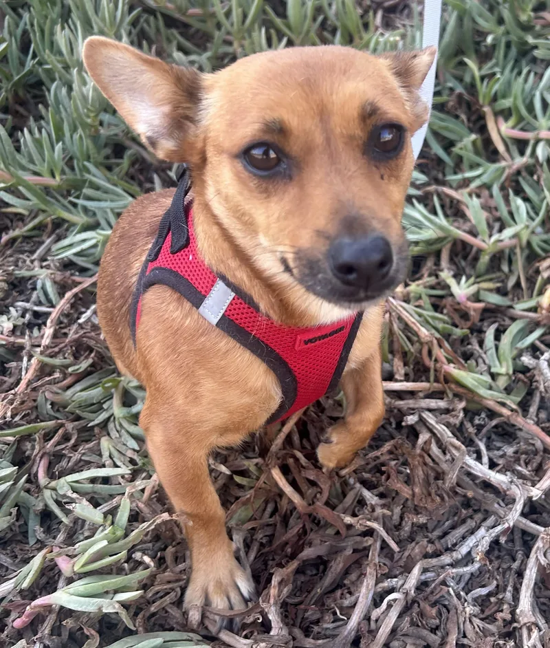 A young small-sized female Brown / Chocolate Chihuahua dog named Nina for adoption in Bell Gardens, CA