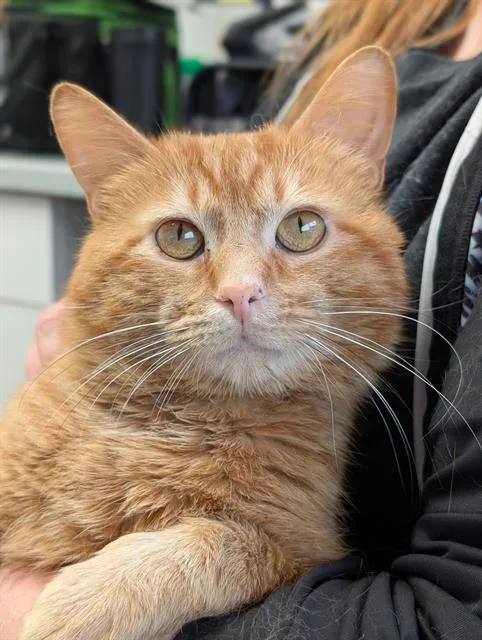 A young medium-sized male Domestic Short Hair cat named Chase for adoption in Canfield, OH