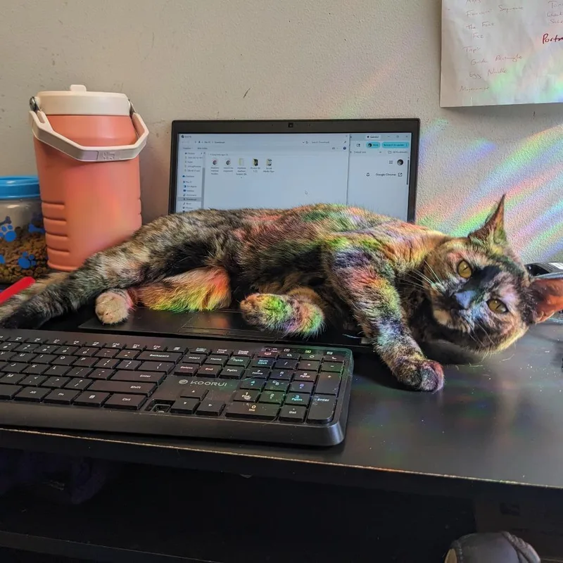 Katsaline thumbnail 2