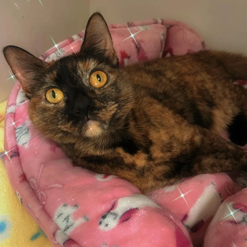 Katsaline thumbnail 3