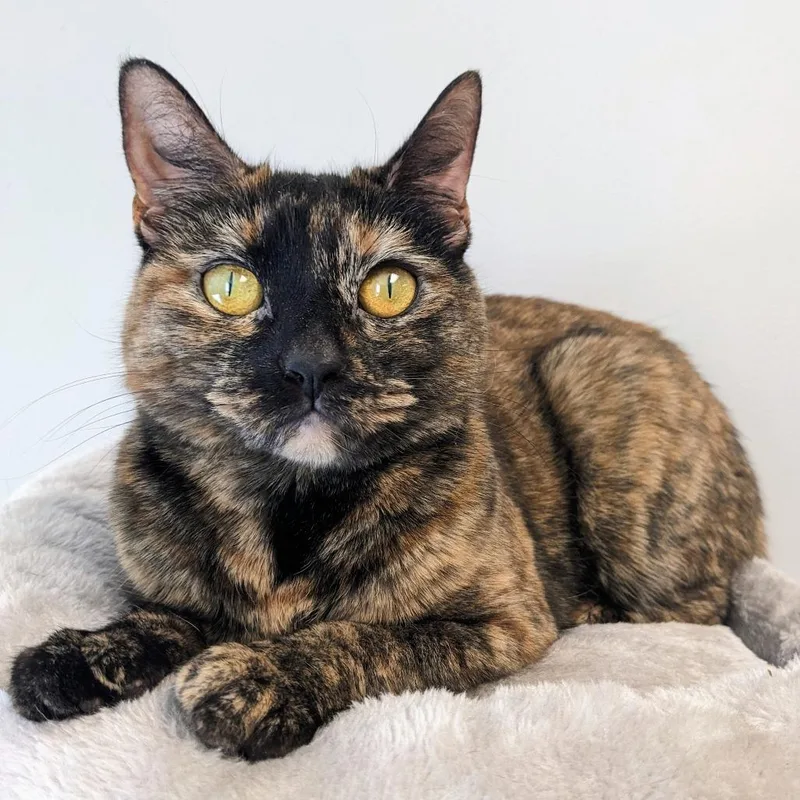 Katsaline thumbnail 4