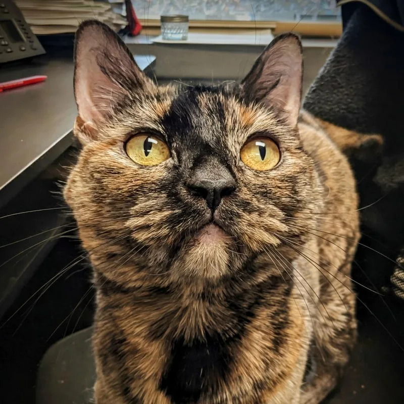 Katsaline thumbnail 5