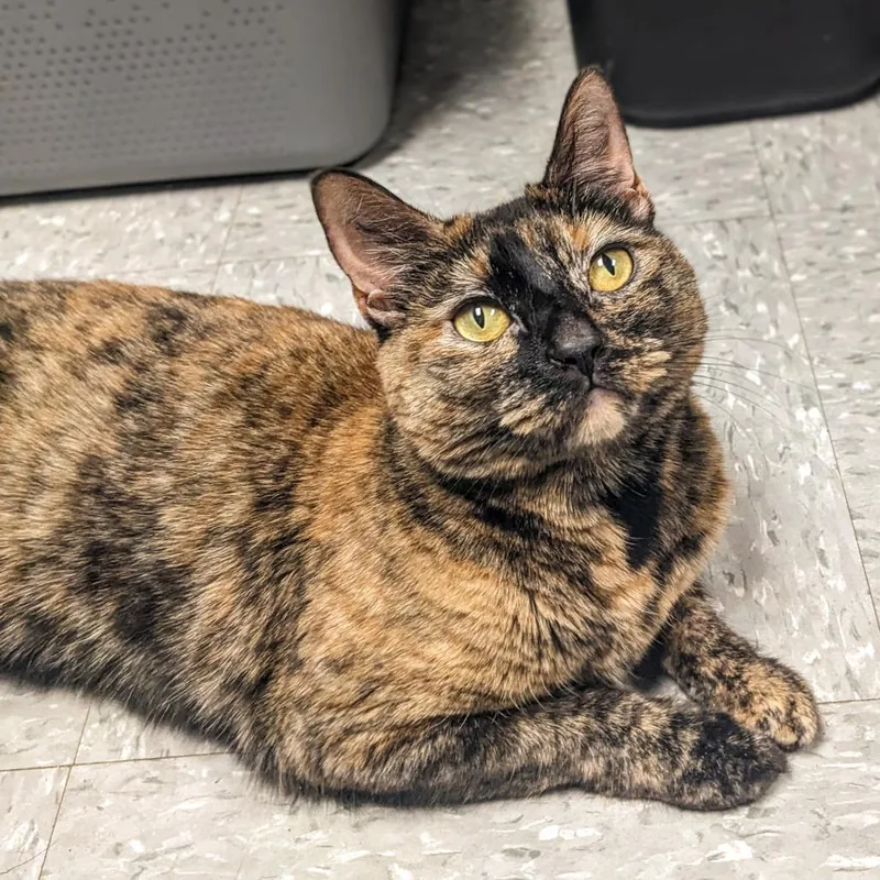 Katsaline thumbnail 6