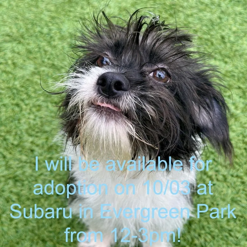 A young medium-sized female Black Shih Tzu dog named Girlee for adoption in Matteson, IL