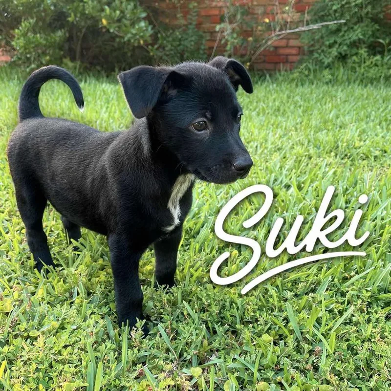 Suki P