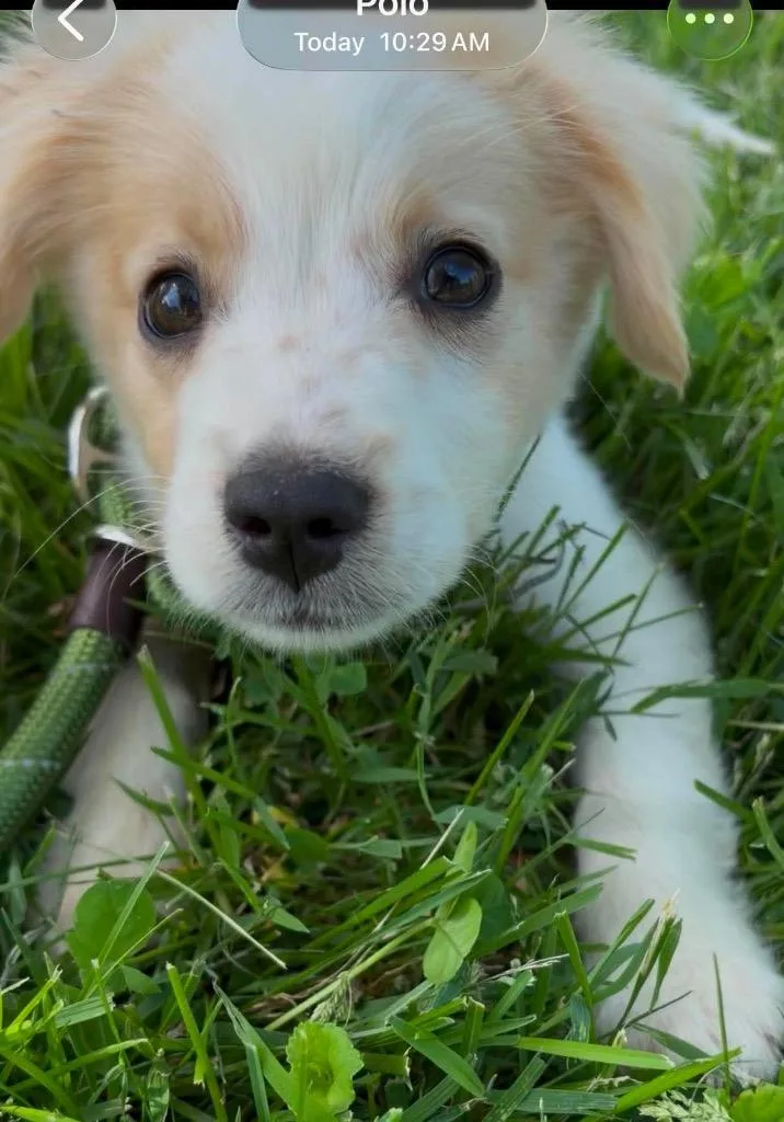 A baby medium-sized male Australian Shepherd dog named Rob for adoption in Bristol, WI