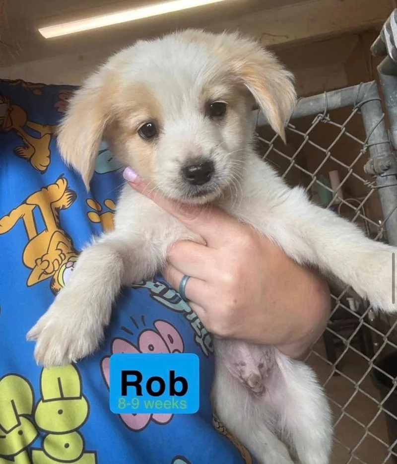 Rob thumbnail 6