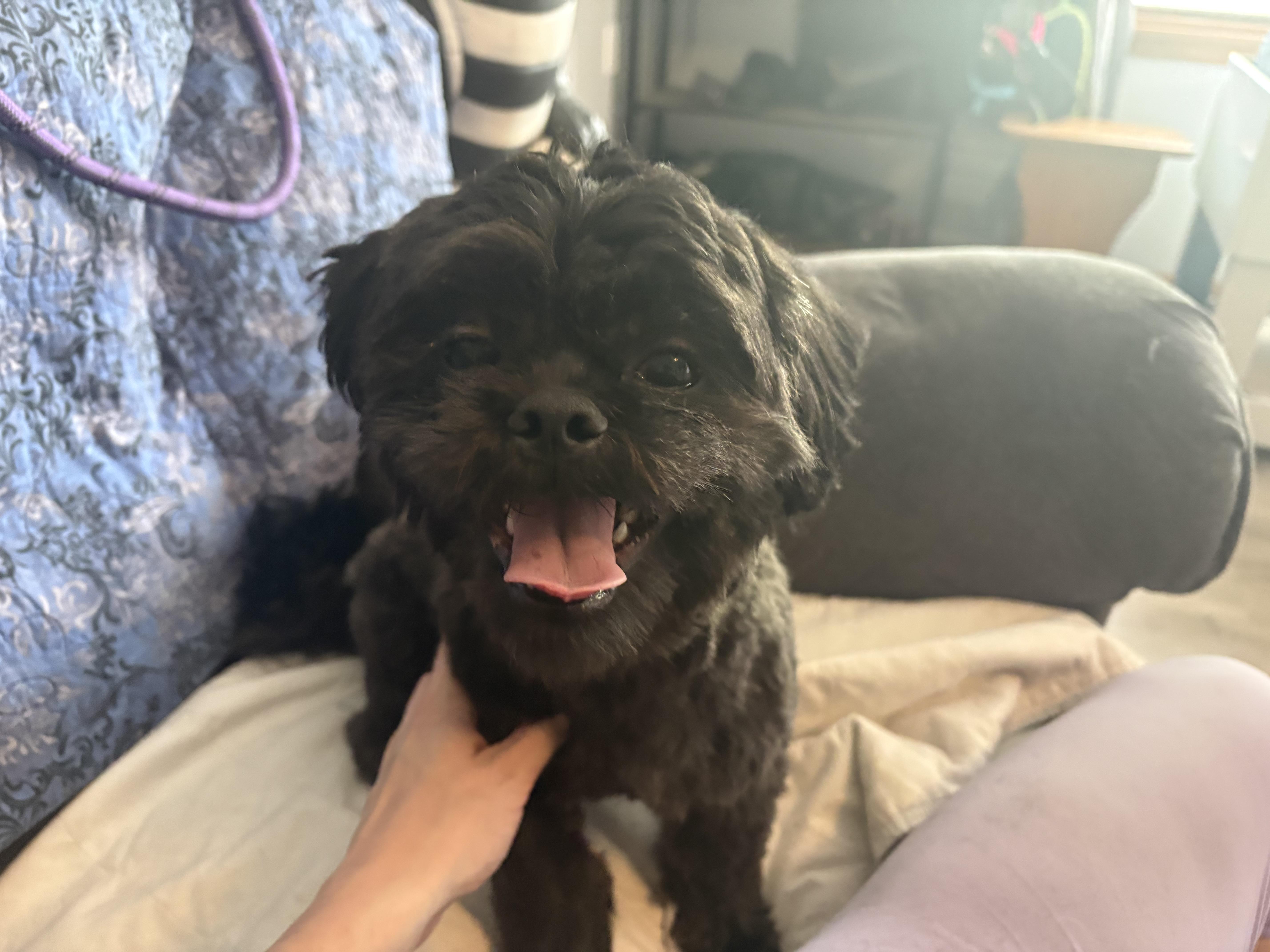 A young small-sized male Black Shih Tzu dog named Jethro Fka Tuesday for adoption in Hindsboro, IL
