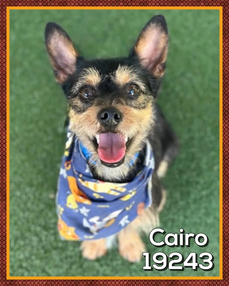A young small-sized male Black Terrier dog named Cairo for adoption in Marietta, GA