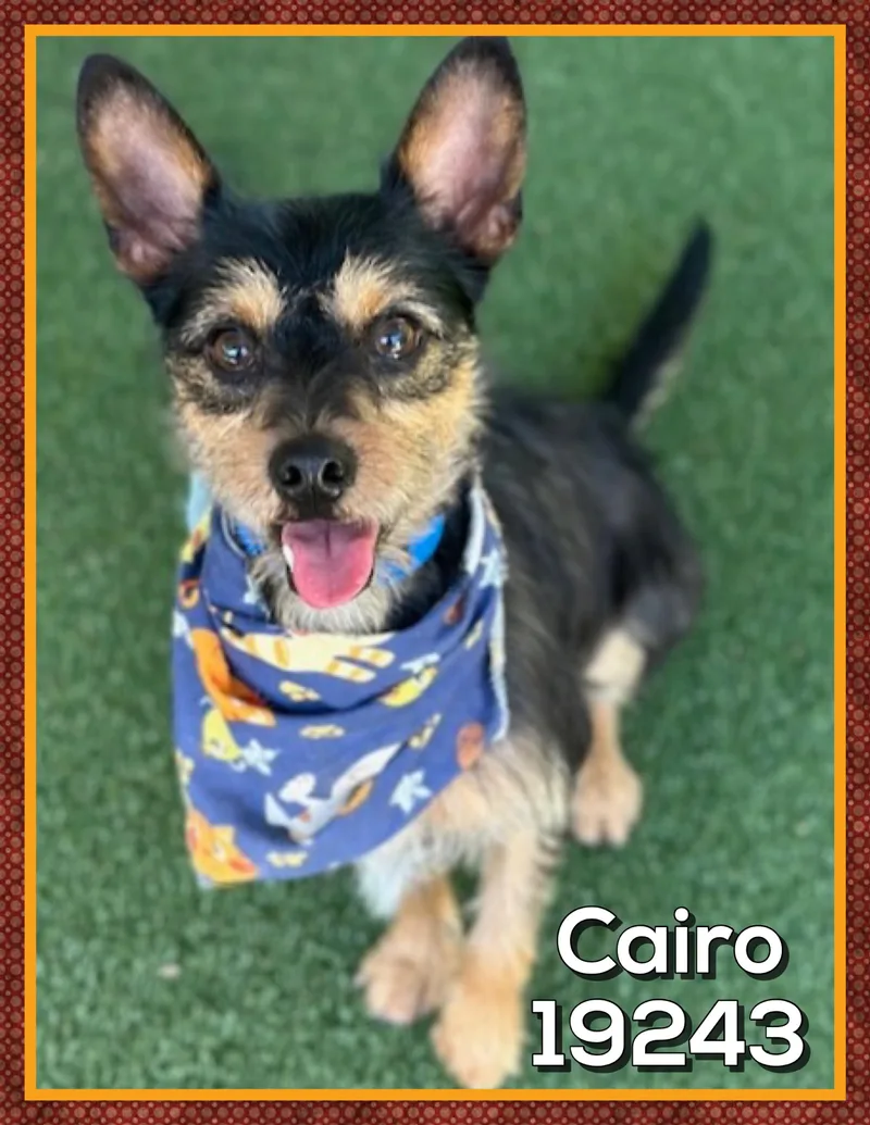 Cairo thumbnail 4