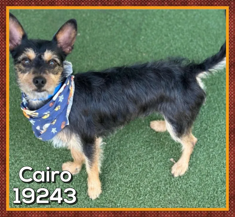 Cairo thumbnail 5