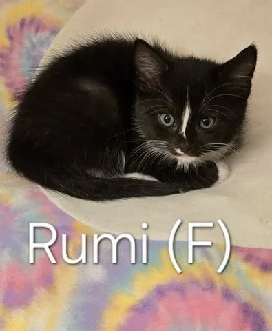 Rumi