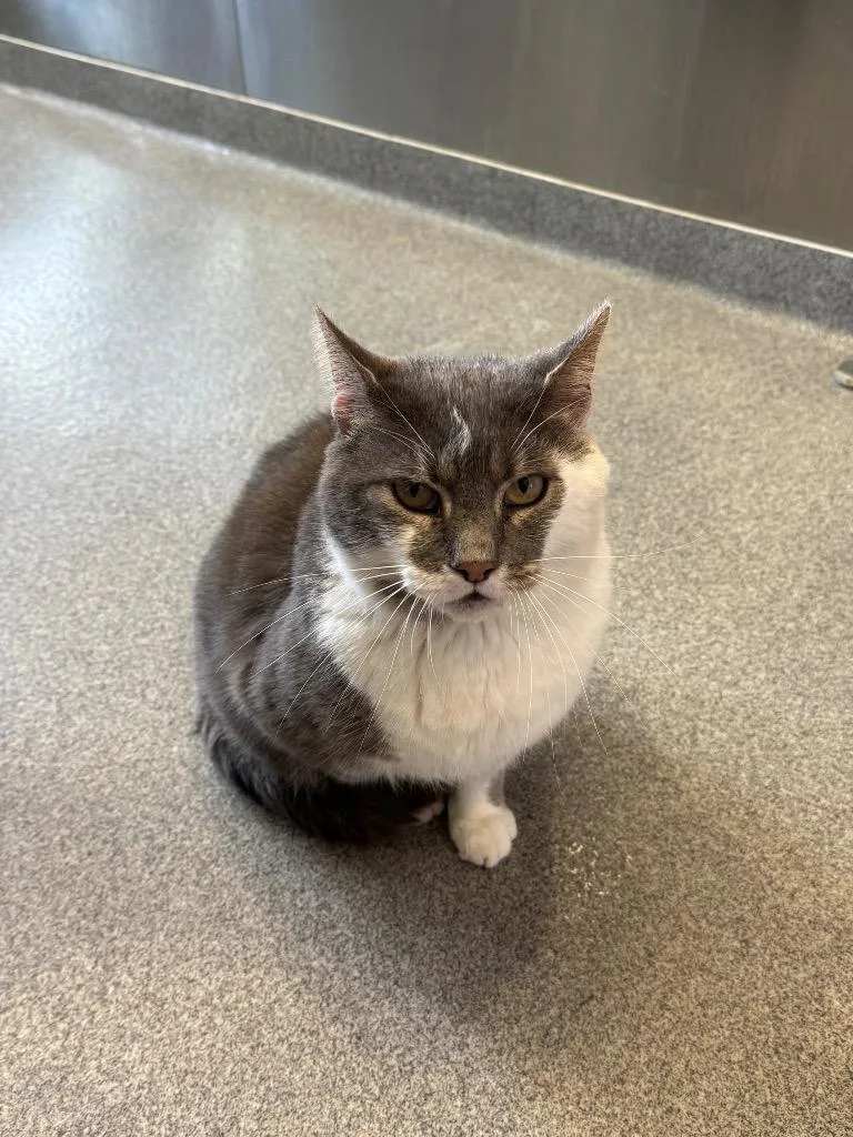 A young medium-sized male Domestic Short Hair cat named Macho for adoption in Sidney, OH