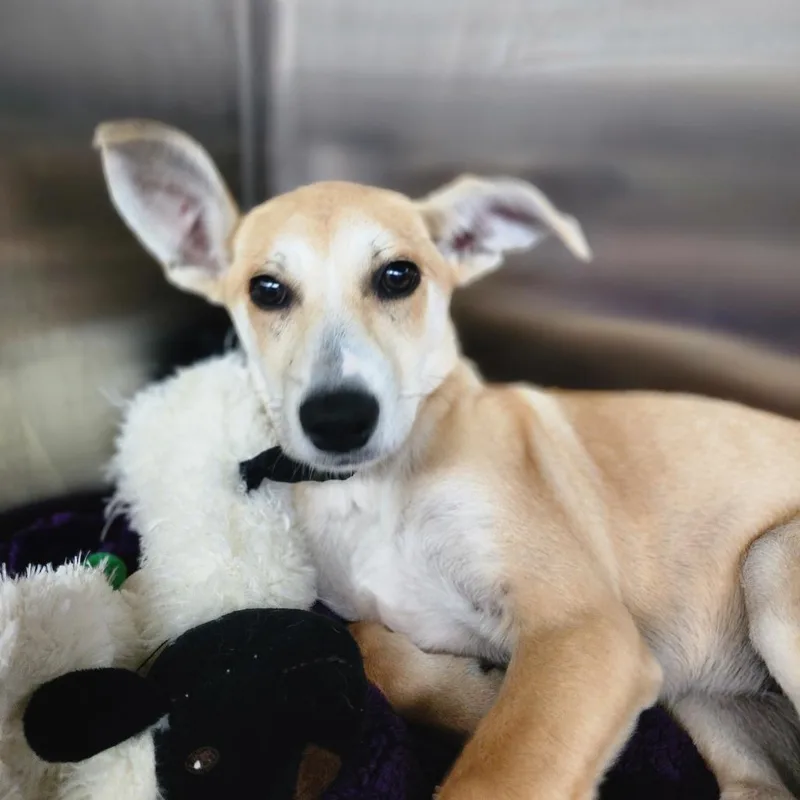 A young medium-sized female Yellow / Tan / Blond / Fawn Mixed Breed dog named Kelly for adoption in Denison, TX