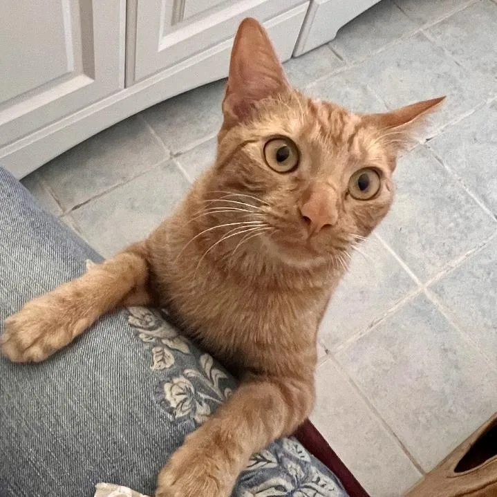 A young medium-sized female Orange / Red Domestic Short Hair cat named Nala for adoption in Boston, MA