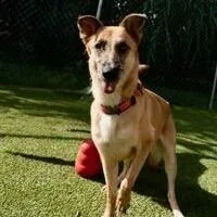 An adult medium-sized female Black German Shepherd Dog dog named Tater for adoption in Houston, TX