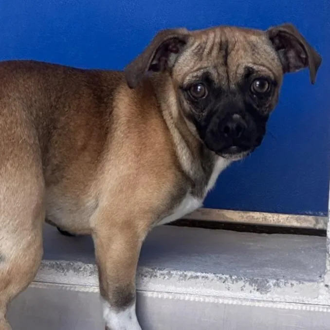 A young small-sized male Yellow / Tan / Blond / Fawn Chihuahua dog named Mustang for adoption in Reno, NV